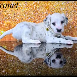 Coronet (HUA Longcoat) - White and black female Dalmatian puppy in Salem, Missouri from Paradise Spots Dalmatians