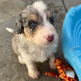 Thing - Blue merle male Aussiedoodle puppy in Moreno Valley, California from Rainbow SoCal Doodles