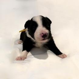 Angus - Black and white male Border Collie puppy in Paris, Texas from Broadmoor Farm