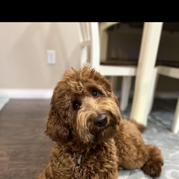 Hazel - Goldendoodle