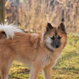 Nenet Herding Laika and Yakutian Laika Puppies from Mystic Winds Kennel