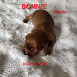 AKC BONNIE - Ruby female Cavalier King Charles Spaniel puppy in Joplin, Missouri, Missouri from HOL-A-DA CAVALIERS