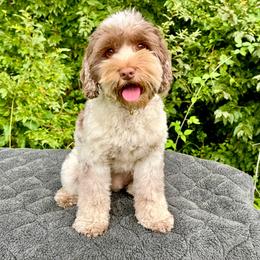 Sadie - Australian Labradoodle