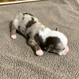 Miniature Australian Shepherd Puppies from Mid-Plains Mini Aussies