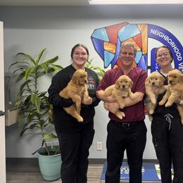 Golden Retriever Puppies from Lyons Golden Retrievers