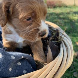 Cockapoo Puppies from ApplebyFarm