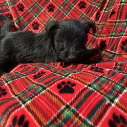 Lola - Black female Scottish Terrier puppy in San Diego (Jamul), California from Lee Valley Scotties