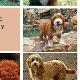 Australian Labradoodles from Labradoodle Story Tails