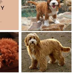 Australian Labradoodles from Labradoodle Story Tails