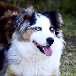 Timber - Miniature Australian Shepherd