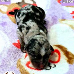 Blake - Black tri male Miniature Australian Shepherd puppy in Punta Gorda, Florida from Christie's Creekside Aussies