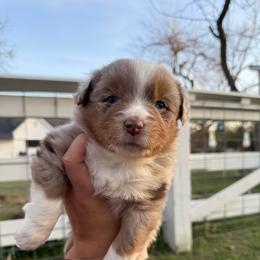 Sierra Plains Jolene - Red merle female Toy Australian Shepherd puppy in Waxahachie, Texas from Forever Holmes Aussies