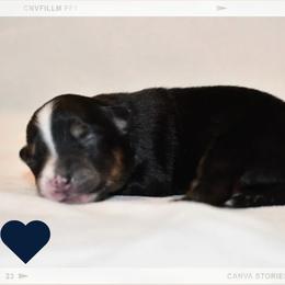 Basil - Black tri-color male Australian Shepherd puppy in Delta, Colorado from SATA Kennels