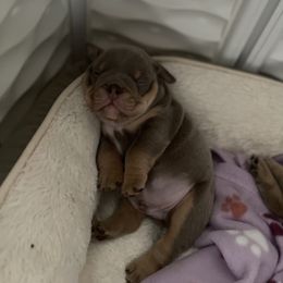 Bulldog Puppies from Bougie Bullies & Birds LLC