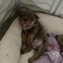 Bulldog Puppies from Bougie Bullies & Birds LLC
