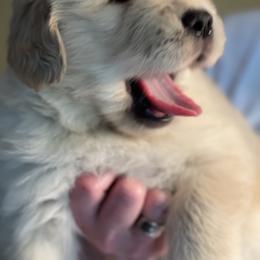 Golden Retriever Puppies from Davis Pond Goldens
