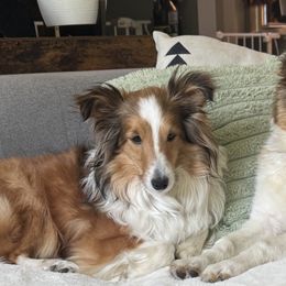 Bernese Mountain Dogs and Shetland Sheepdogs from Heslip Family Puppies