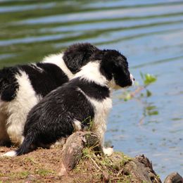 Border Collie Puppies from Zahara Border Collies