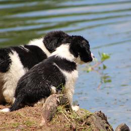 Border Collie Puppies from Zahara Border Collies
