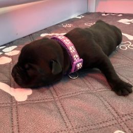 Purple girl - Black female Cane Corso puppy in Branson, Missouri from Silver Summit Cane Corso