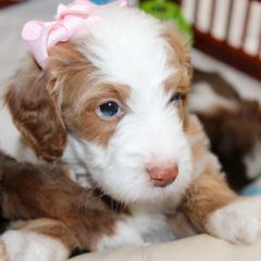 Australian Mountain Doodle, Australian Shepherd, Bernedoodle, Labradoodle, and Poodle Puppies from Island View Poodles & Doodles