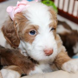 Australian Mountain Doodle, Australian Shepherd, Bernedoodle, Labradoodle, and Poodle Puppies from Island View Poodles & Doodles