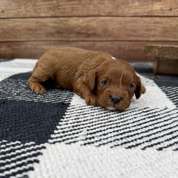 Benny - Red male Cavapoo puppy in Beresford, South Dakota from DAKOTA DOOD RANCH