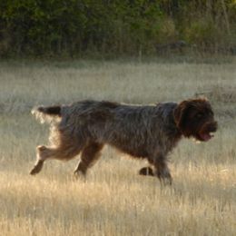 Wirehaired Pointing Griffon All Grown Up from Ear Mountain Griffons