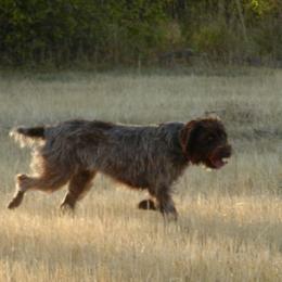 Wirehaired Pointing Griffon All Grown Up from Ear Mountain Griffons