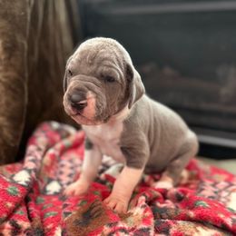 Blue White Tanpoint Mantle Pie Carrier - Blue and white female Great Dane puppy in Greenville, South Carolina from Allen’s Ridge Ranch