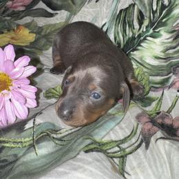 AKC Luna - Gray (blue) and tan female Dachshund puppy in Knoxville, Tennessee from Thea's Puppies