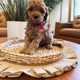 Taco (Red Boy) - Red male Cavapoo puppy in Pleasant Grove, Utah from Destination Doodles