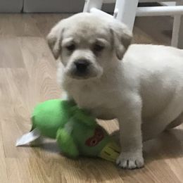 Labrador Retrievers from Crest Kennels
