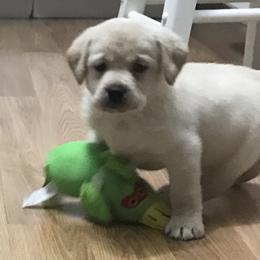 Labrador Retrievers from Crest Kennels