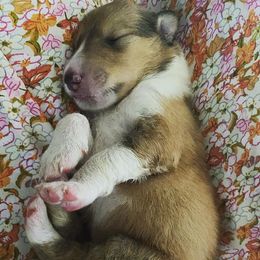 Collie Puppies from Momma Mia Collie