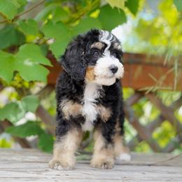 Olive - Tri-color female Bernedoodle puppy in Spokane, Washington from Lilac City Doodles