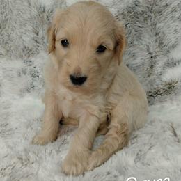 Sam - Cream male Goldendoodle puppy in Eau Claire, Wisconsin from Fisher River Doodle's