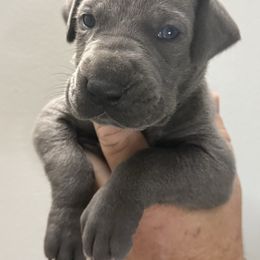 BLITZEN - Blue male Great Dane puppy in Batavia, Illinois from Dream Danes House of Cambridge Great Danes