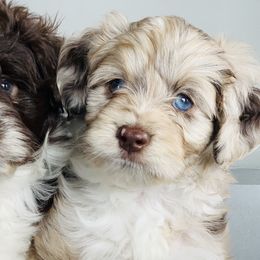 Aussiedoodles, Cavalier King Charles Spaniels, and Miniature Australian Shepherds from Triple Cross Doodles