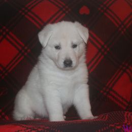 Iolite -Purple - White female German Shepherd puppy in Grimes County, Texas from Double H German Shepherds