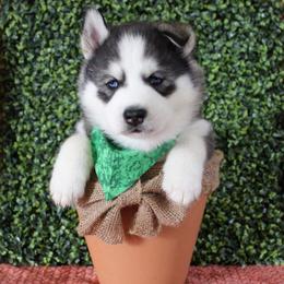 Green - Black tan and white male Siberian Husky puppy in York, Pennsylvania from Spalla Pups