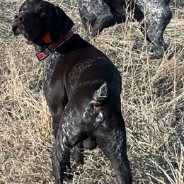 German Shorthaired Pointers from Idaho Hunting Dogs