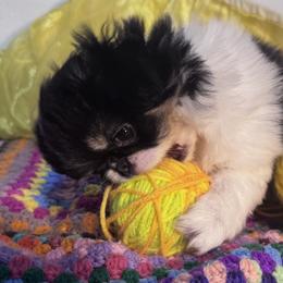 Japanese Chin puppies from A few of my favorite Japanese Chins
