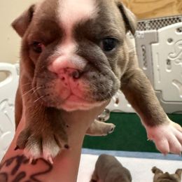 Grizzly - Brindle male Bulldog puppy in Texas from Momma Bear’s bulldogs
