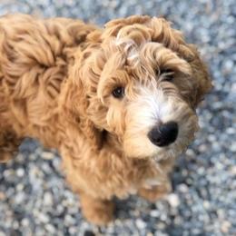Goldendoodle Puppies from Sunnydoodle Utah