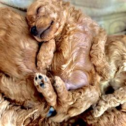 Cavapoo Puppies from Quentin