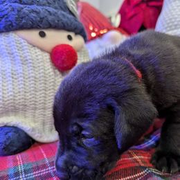 Labrador Retriever Puppies from Starfire Labradors