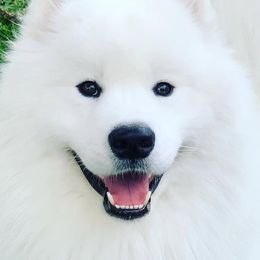 Kilo - Samoyed