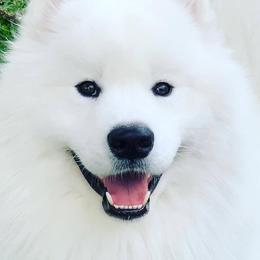 Kilo - Samoyed