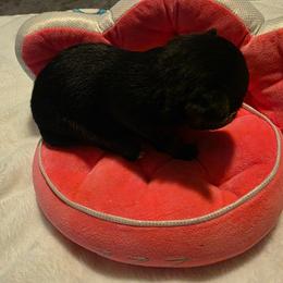 Black tri - Black and white female Chihuahua puppy in Clarksville, Indiana from Fabulous little paws